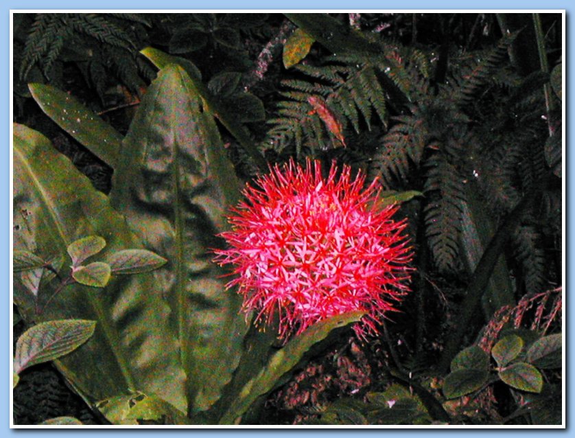 Flower