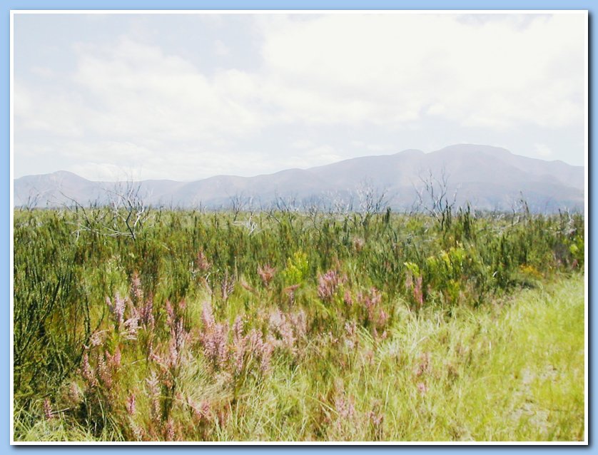 Fynbos