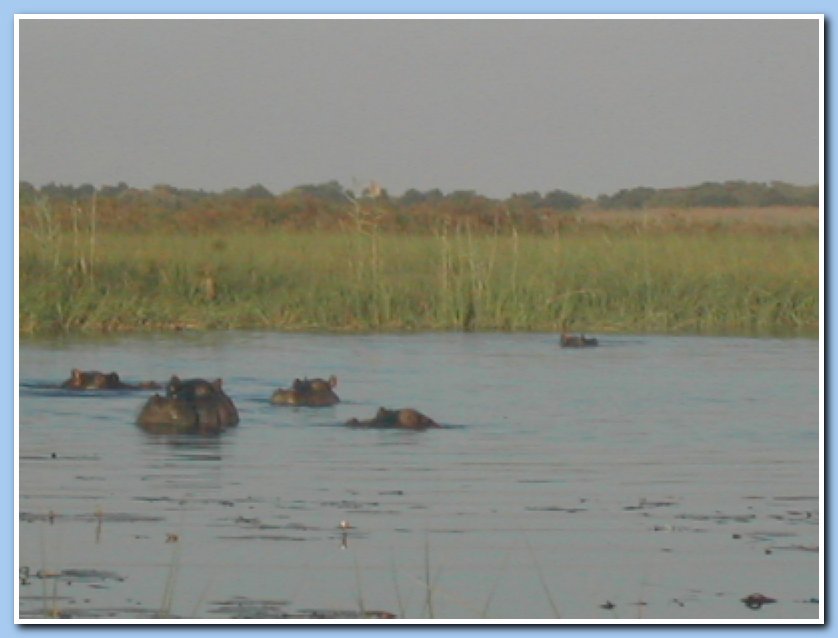 Hippos