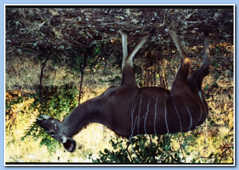 Kudu