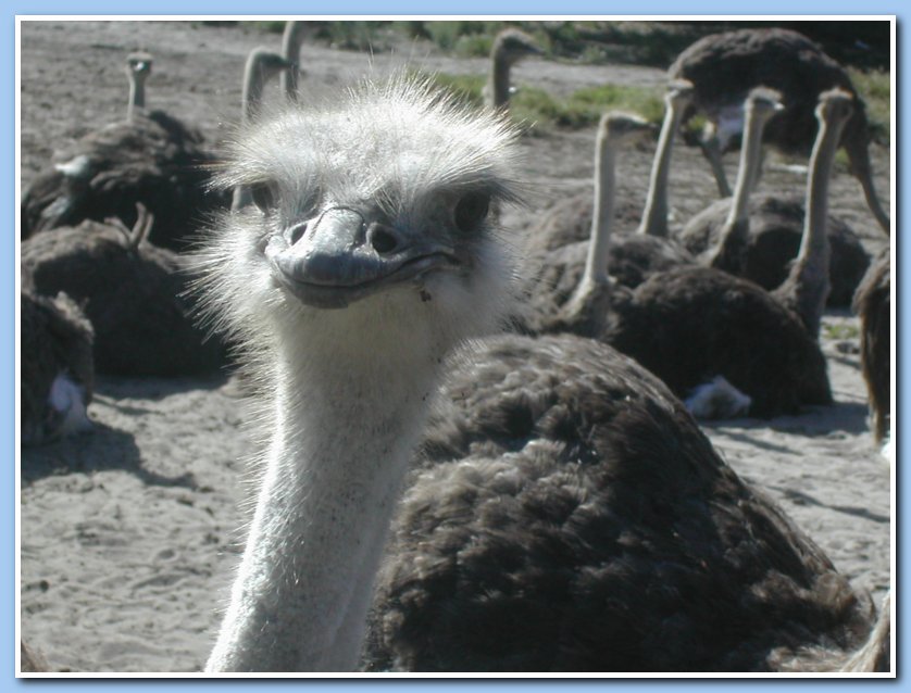 ostrich